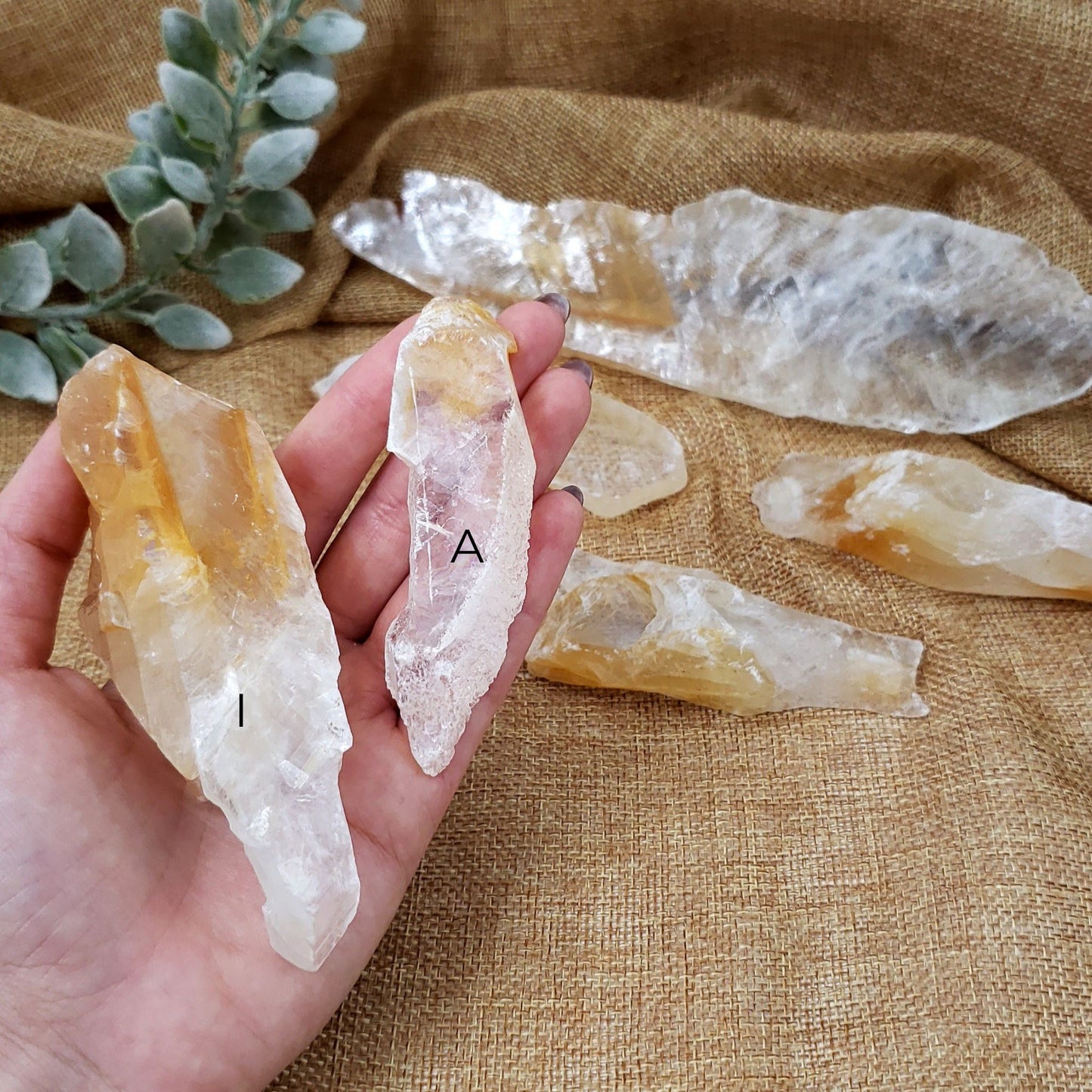 Phantom Golden Healer Selenite – A Natural Crystal of Transformation, Protection, and Inner Light