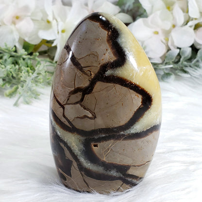 Septarian Freeform Stone - Crystal Happenings